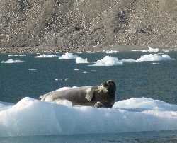 Bearded seal